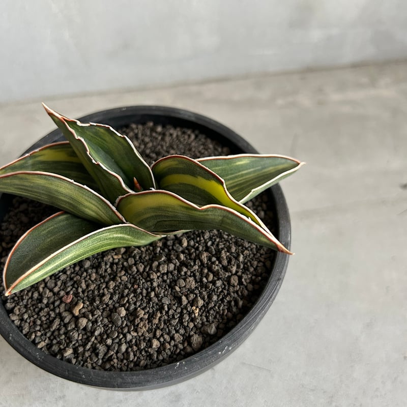 サンセベリア サムライ ドワーフ 斑入り | ソレトナ植物店