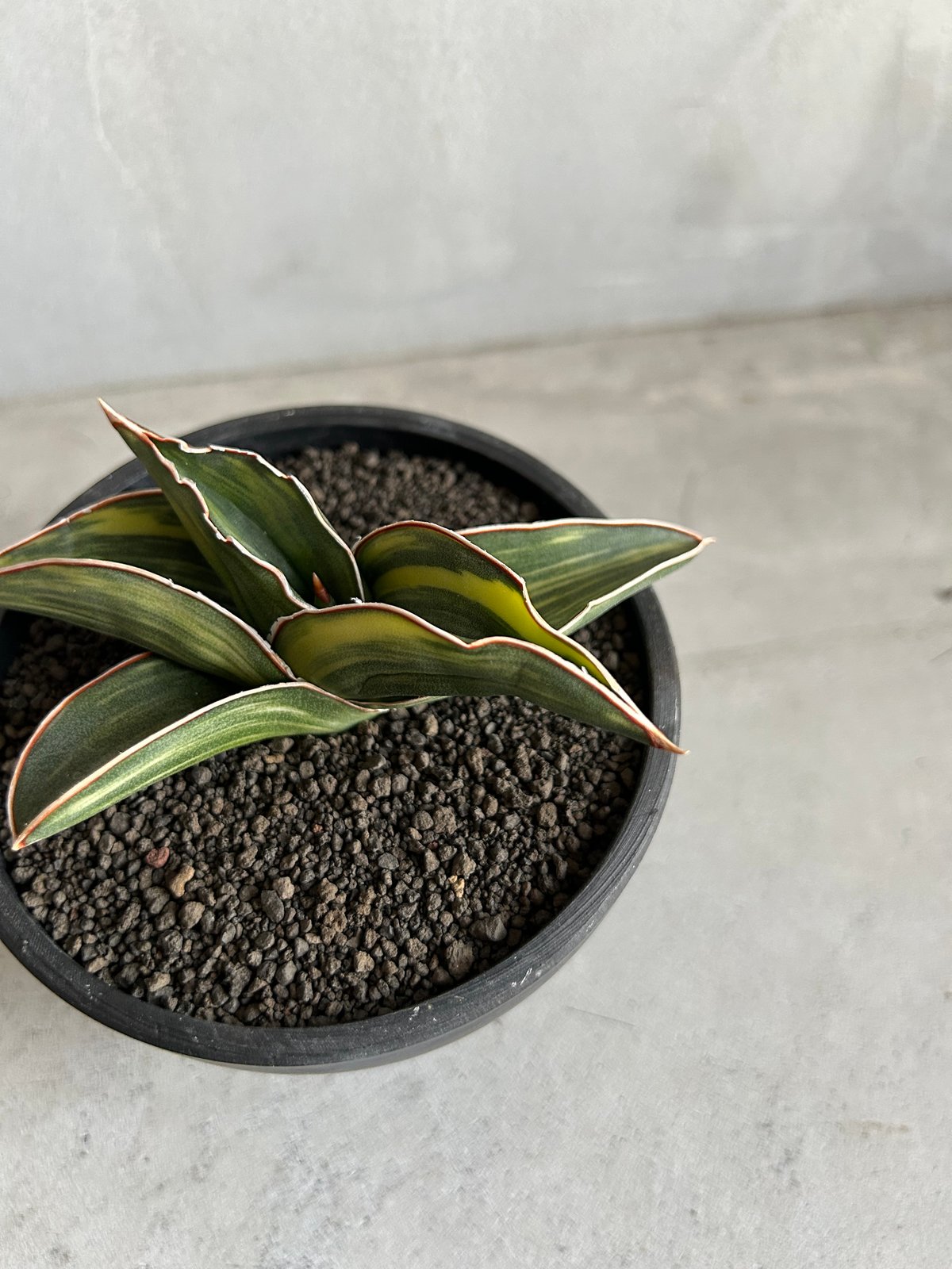 サンセベリア サムライ ドワーフ 斑入り | ソレトナ植物店