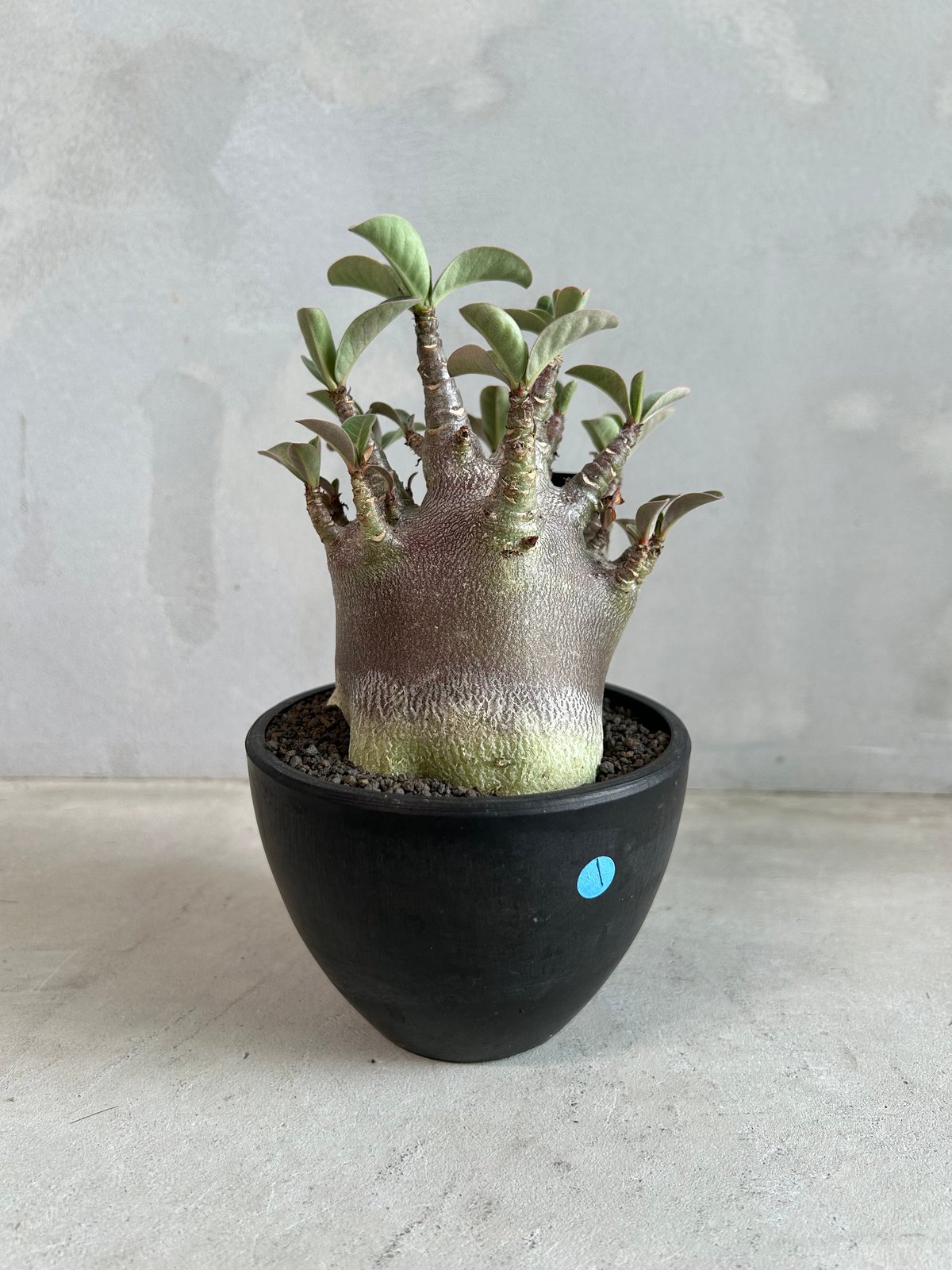 アデニウム アラビカム スーパードワーフ ブラック | ソレトナ植物店
