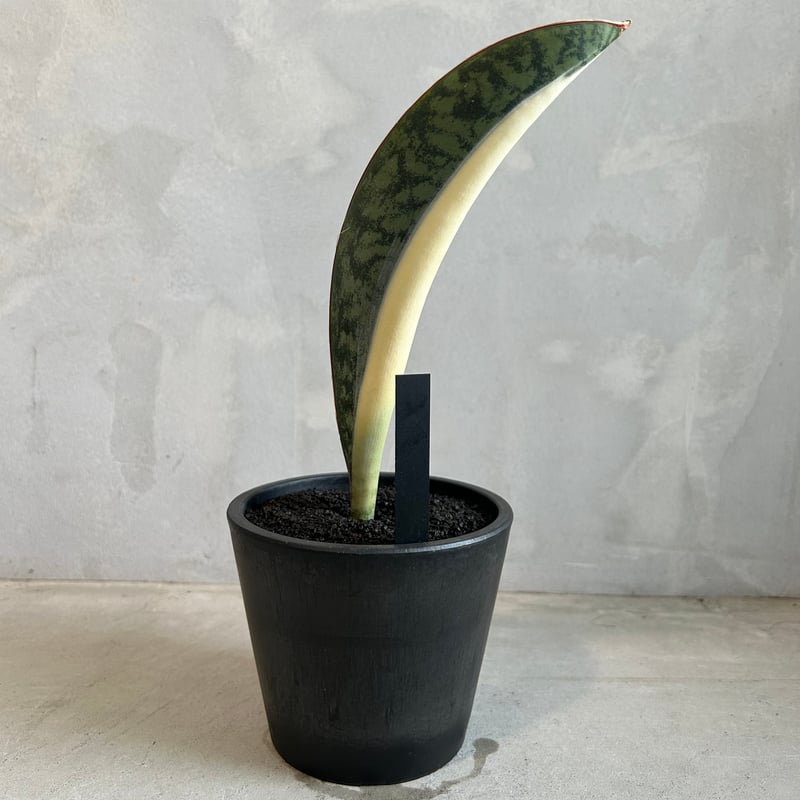 サンセベリア マッソニアーナ メディオピクタ | ソレトナ植物店