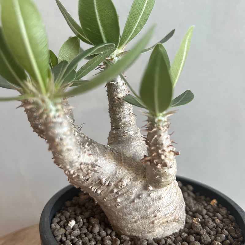 パキポディウム ホロンベンセ(現地球) | ソレトナ植物店