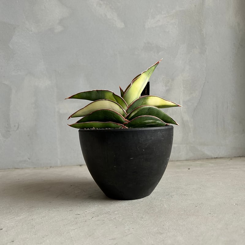 サンセベリア ロブスター 斑入り | ソレトナ植物店