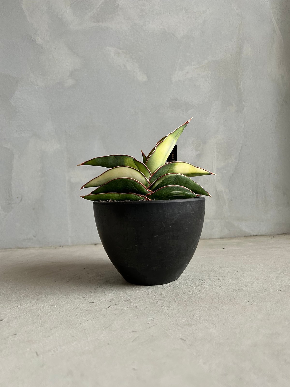 超希少　サンセベリア　ロブスター サンセベリア ロブスター 斑入り | ソレトナ植物店