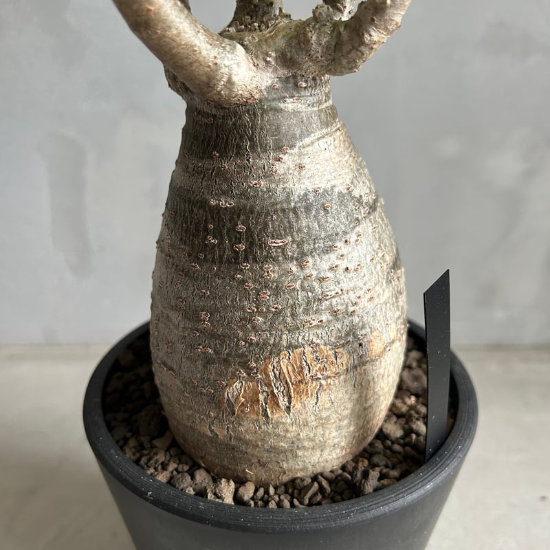 パキポディウム デカリー | ソレトナ植物店