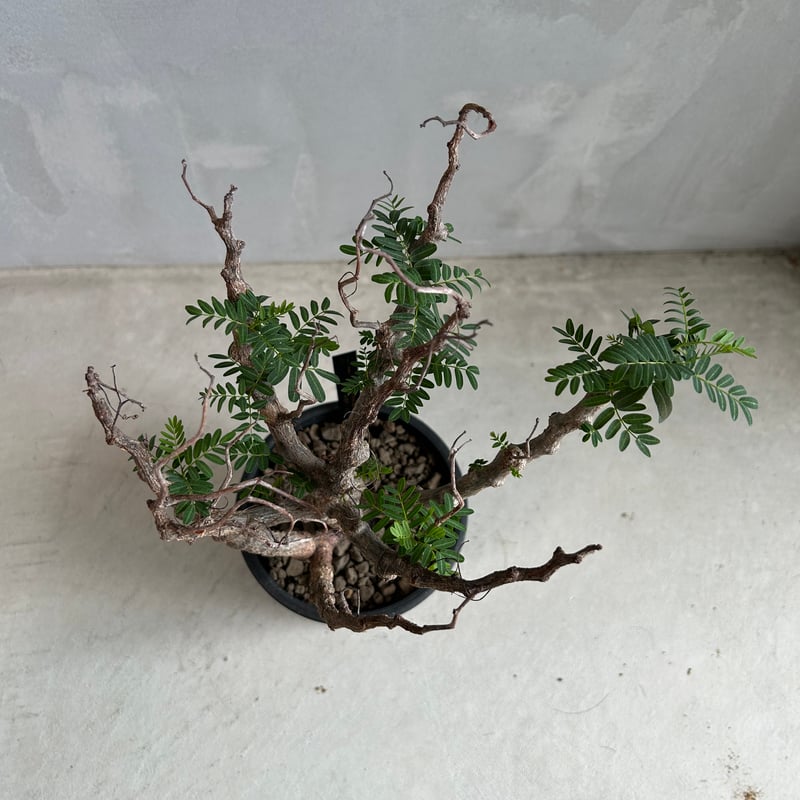 センナ メリディオナリス(実生) | ソレトナ植物店