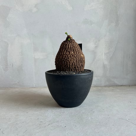 CATEGORY 塊根植物 | ソレトナ植物店