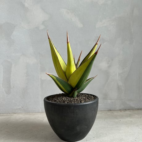 コ*ソ様 S8302★オークション★ サンスベリア ピングイキュラ ハイブリッド コ*ソ様 S8302☆オークション☆ サンスベリア ピングイキュラ