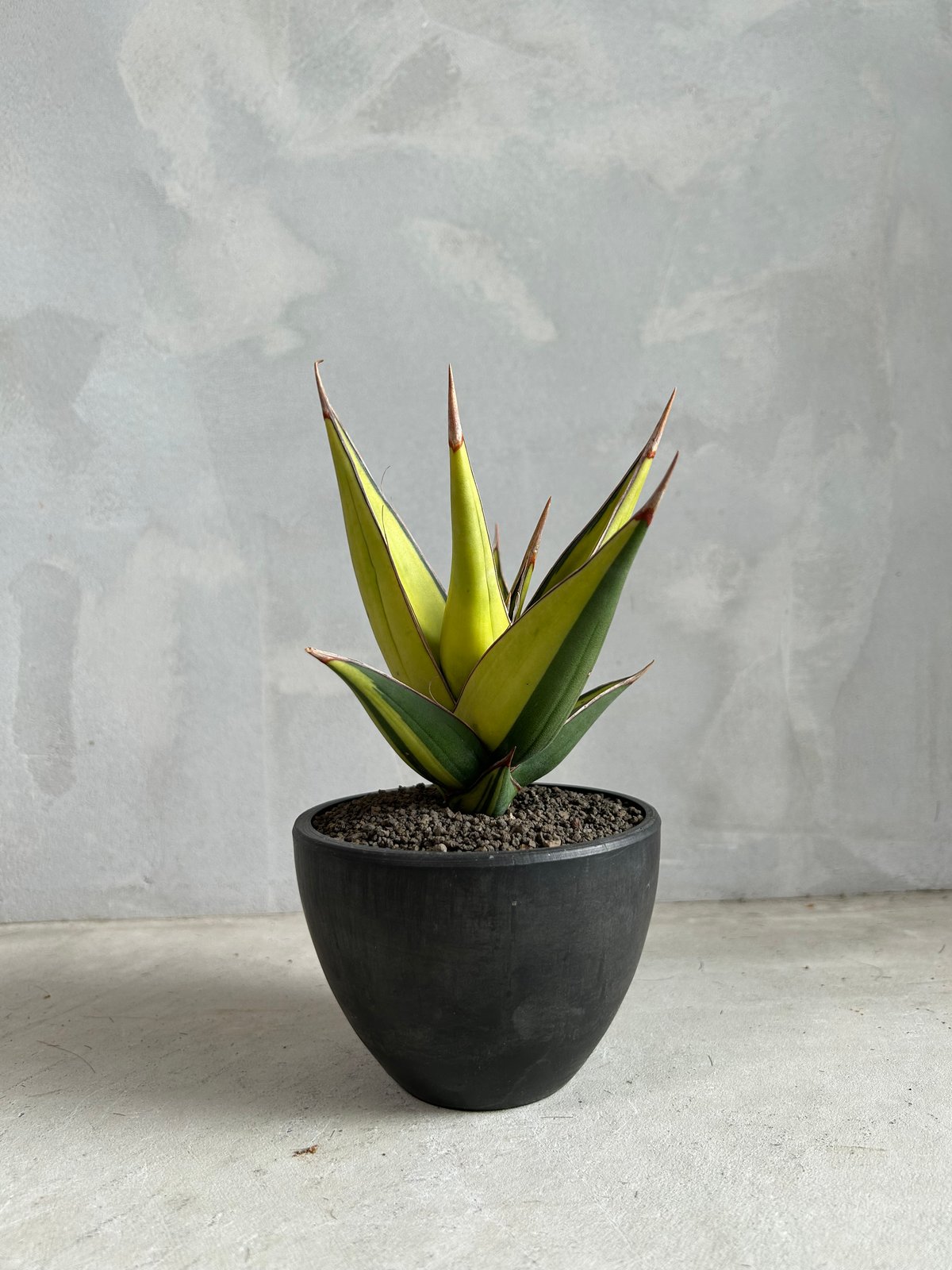 サンセベリア ピングイキュラ 斑入り | ソレトナ植物店