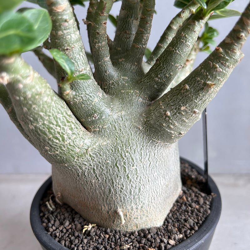 アデニウム・アラビカム・スーパードワーフ アデニウム アラビカム スーパードワーフ | GREEN LUCK