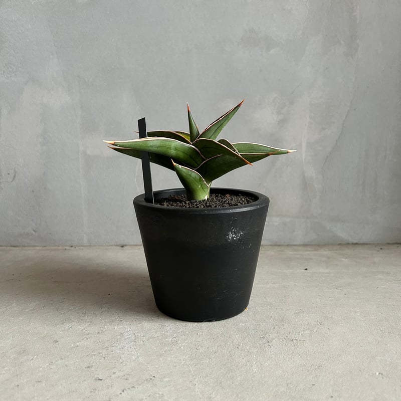 サンスベリア Sansevieria Pathumma A サンセベリア lav.23251 | ソレトナ植物店