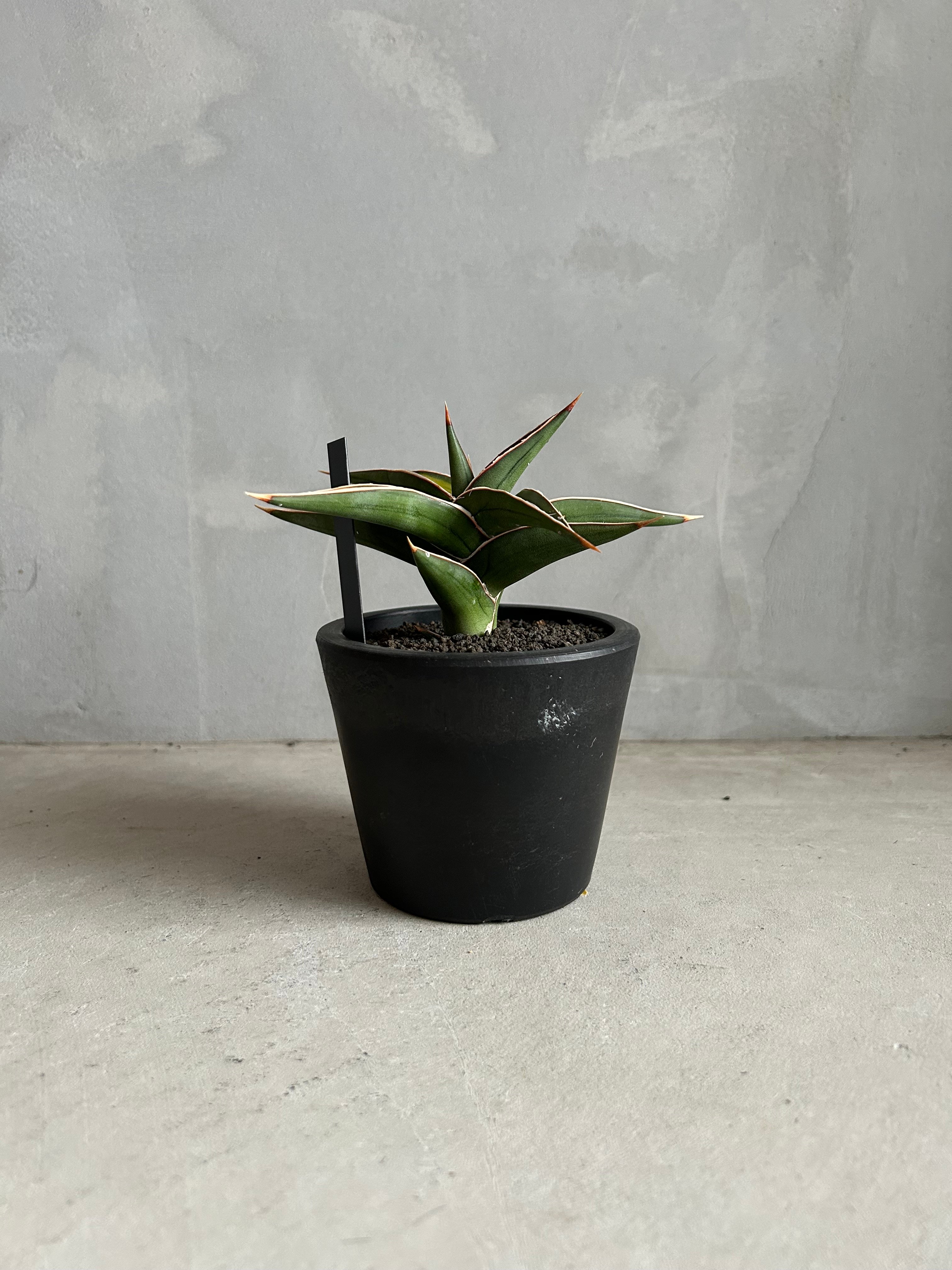サンセベリア lav.23251 | ソレトナ植物店