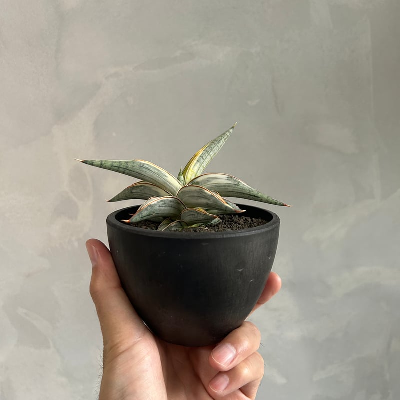 サンセベリア ブルー クローン 白斑 | ソレトナ植物店
