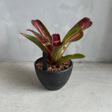 東京　タンクブロメリア　ネオゲレリア　ブロメリア　インテリア　部屋　暮らし 東京 タンクブロメリア ネオゲレリア ブロメリア インテリア 部屋 暮らし