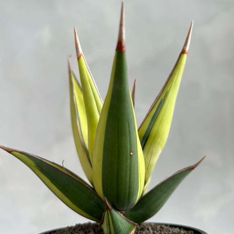 サンセベリア ピングイキュラ 斑入り | ソレトナ植物店