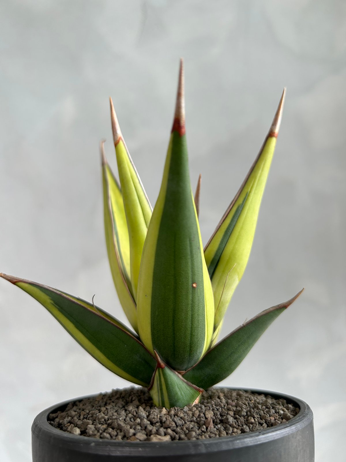 サンセベリア ピングイキュラ 斑入り | ソレトナ植物店