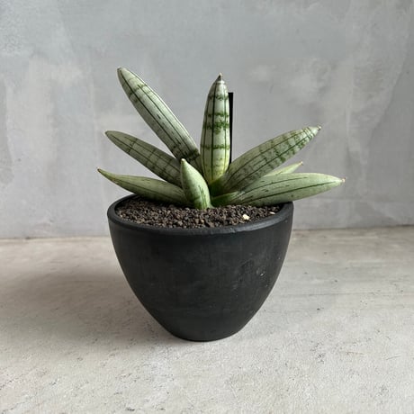 ITEM | ソレトナ植物店