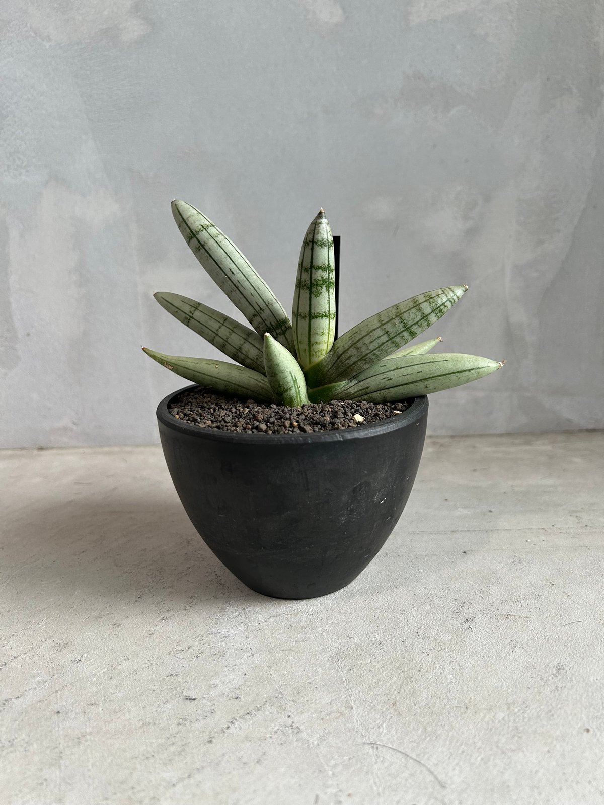 サンセベリア ボンセレンシス プラチナム クロス | ソレトナ植物店
