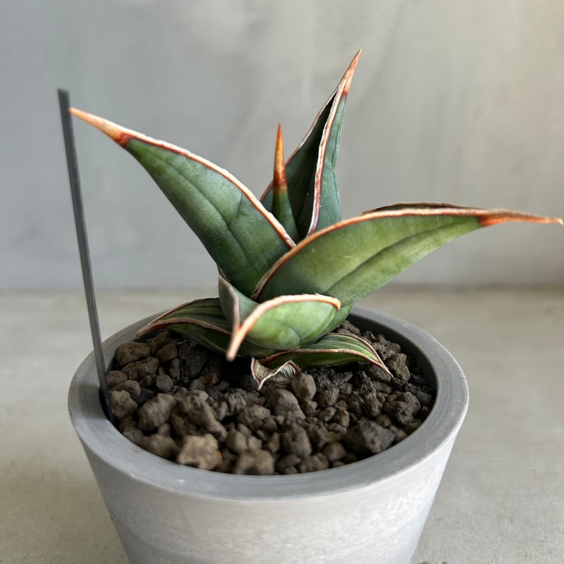 サンセベリア ピングイキュラ 斑入り | ソレトナ植物店