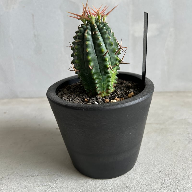 ユーフォルビア ステリスピナ(群星冠) | ソレトナ植物店