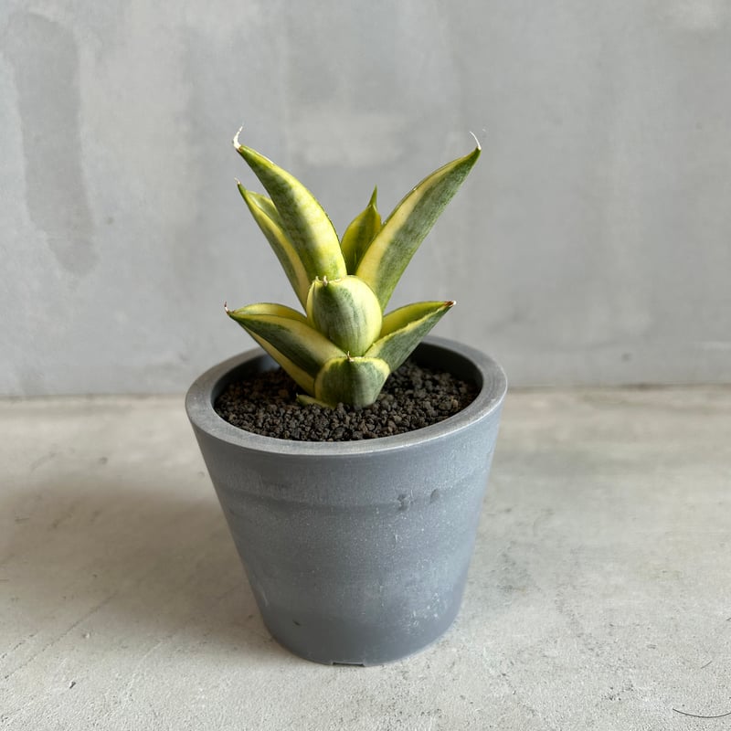 サンセベリア パゴダ 斑入り | ソレトナ植物店