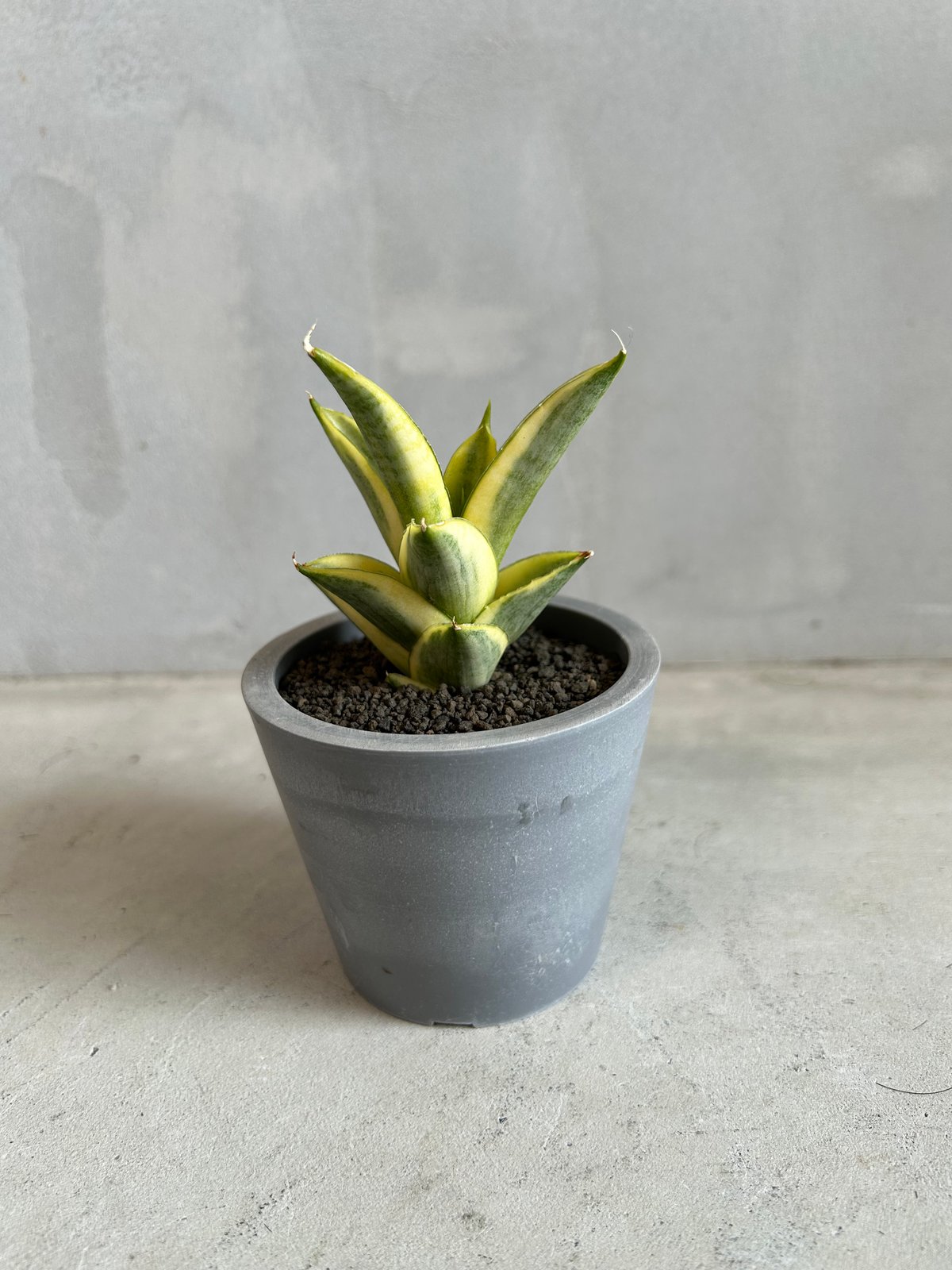 サンセベリア パゴダ 斑入り | ソレトナ植物店