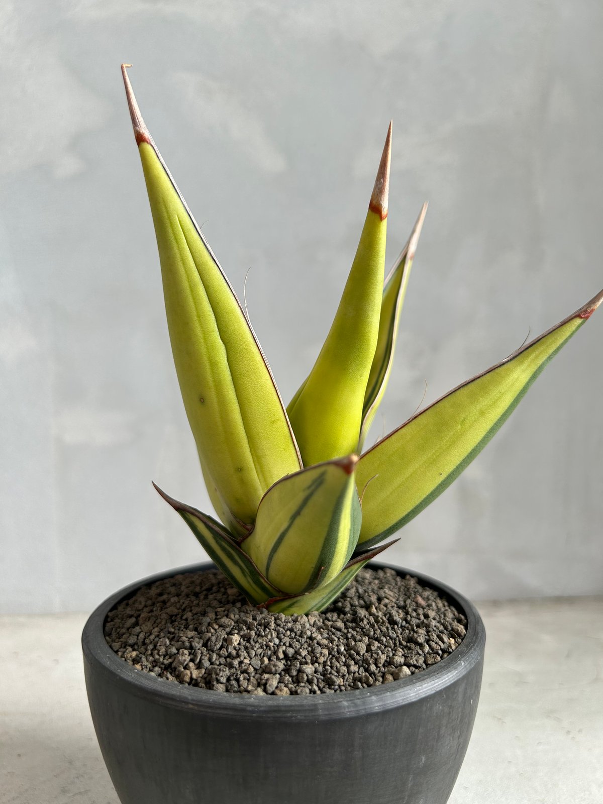 B*S様 S3002 ★オークション販売★ サンスベリア ピングイキュラ 斑入り サンセベリア ピングイキュラ 斑入り | ソレトナ植物店