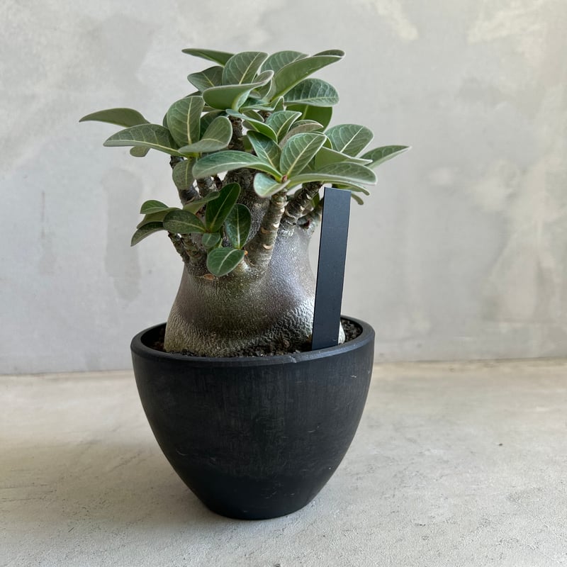 アデニウム・アラビカム　ドワーフタイプ 中型 塊根植物 黒鉢 アデニウム・アラビカム ドワーフタイプ 中型 塊根植物 黒鉢 ザ