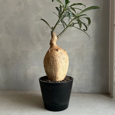 アデニウムソマレンセ | STORES