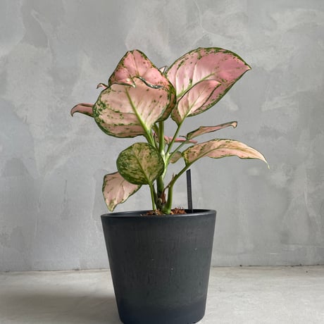 CATEGORY アグラオネマ | ソレトナ植物店