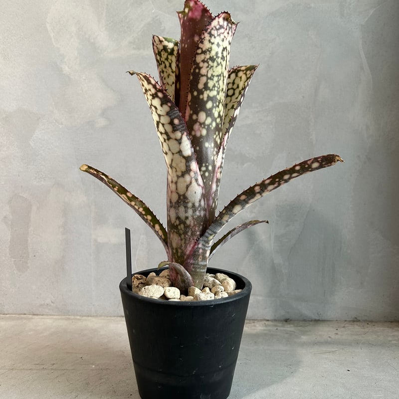Billbergia Kolan Spirit 子株付き Billbergia Kolan Spirit 子株付き 現品】ビルベルギア・コーラン
