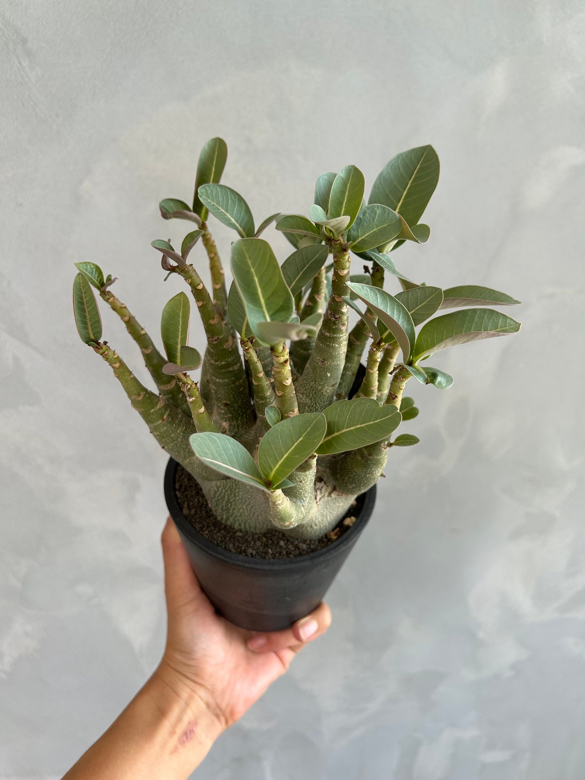 アデニウム アラビカム スーパー ドワーフ | ソレトナ植物店