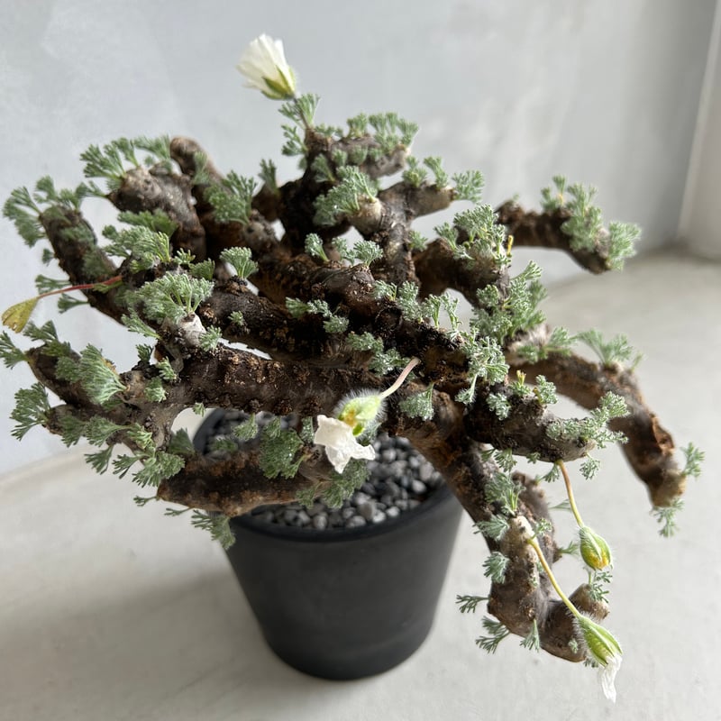 モンソニア ムルチフィダ | ソレトナ植物店