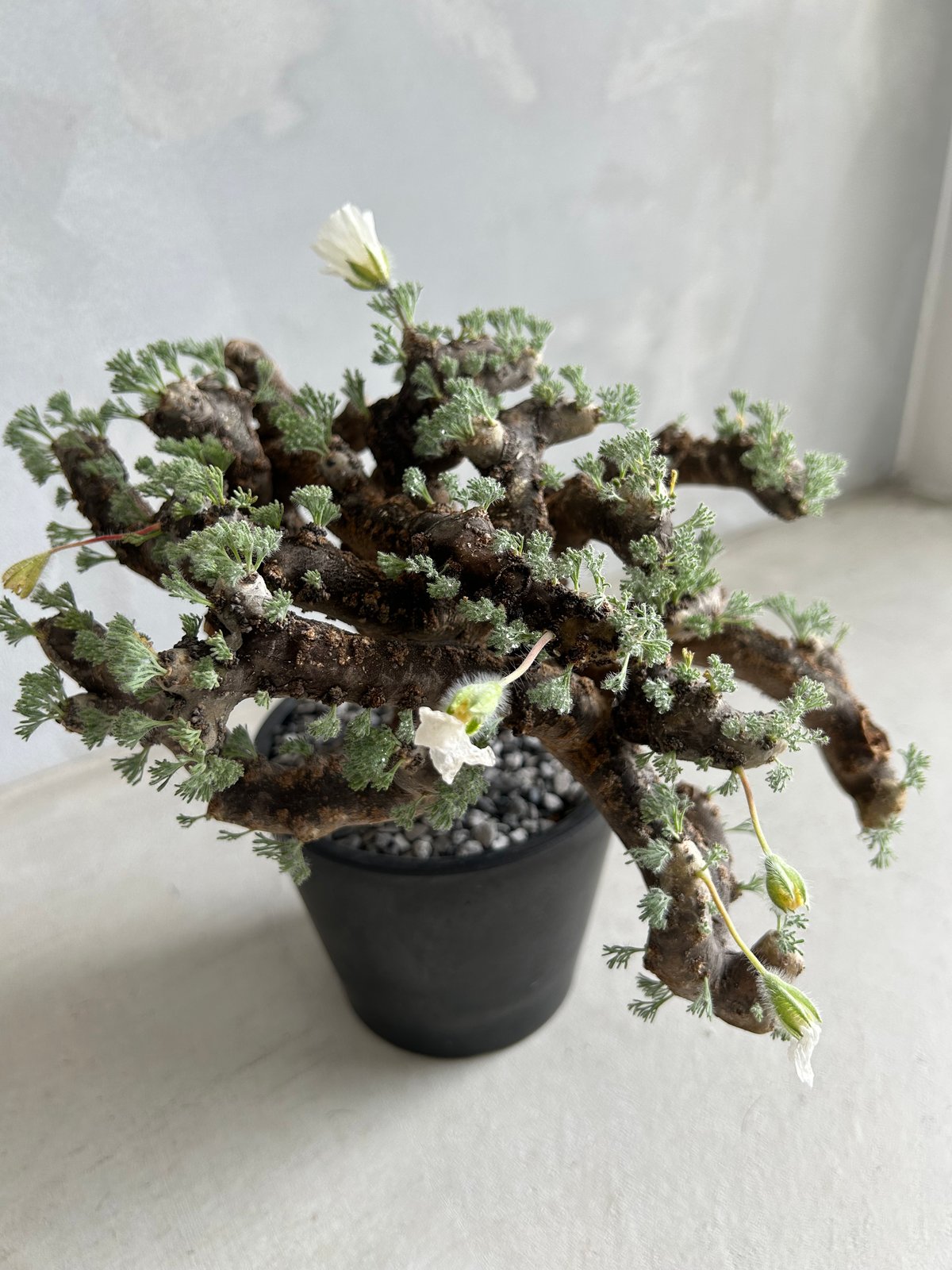 モンソニア ムルチフィダ | ソレトナ植物店