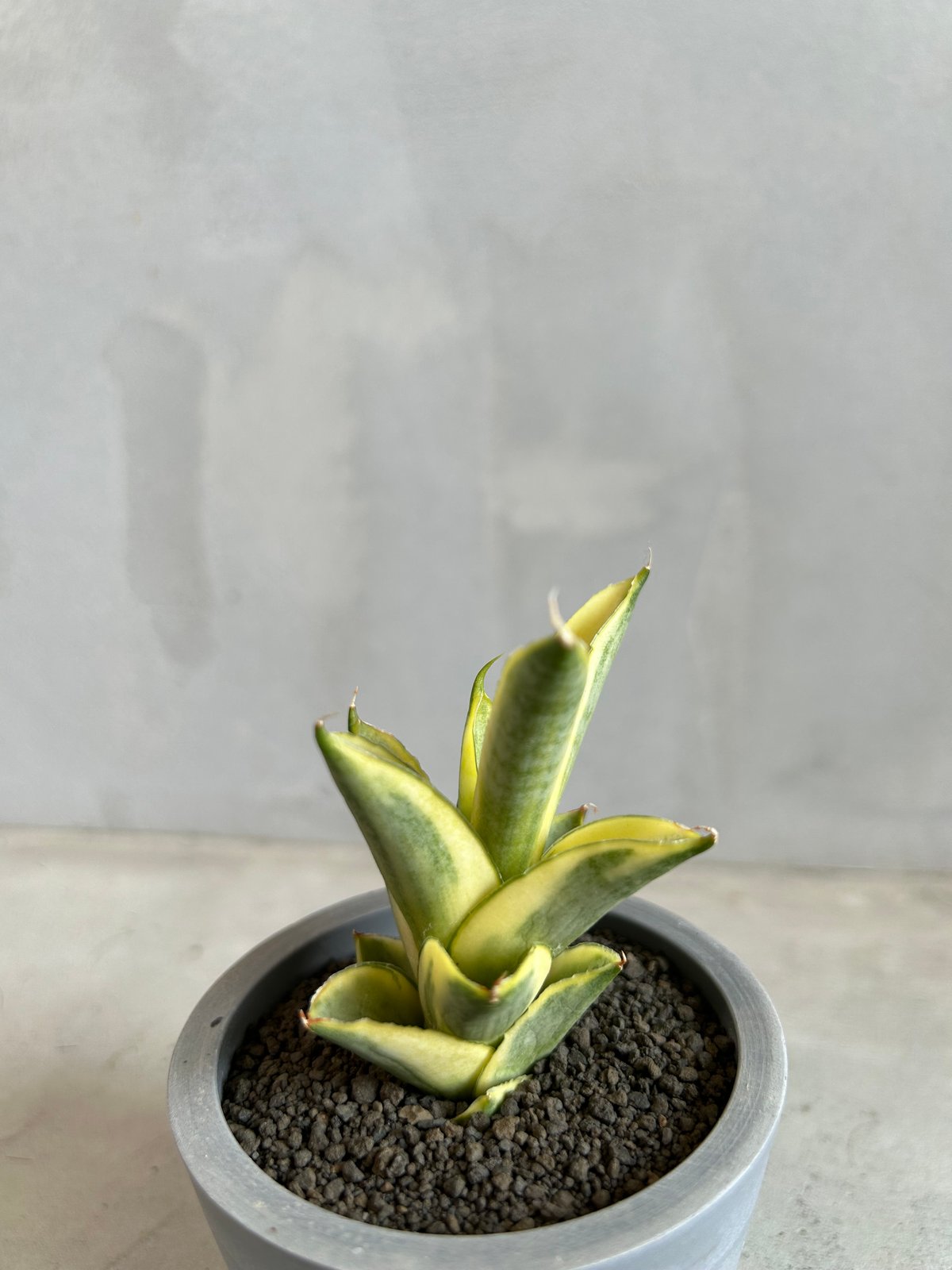 サンセベリア パゴダ 斑入り | ソレトナ植物店