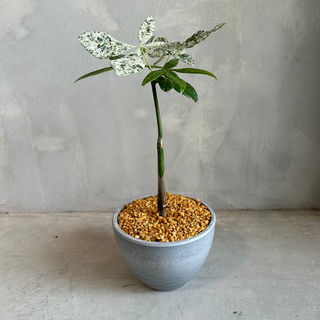 パキラミルキーウェイ | STORES