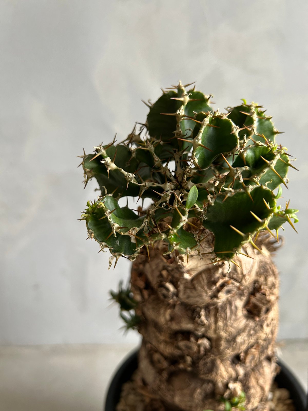 ユーフォルビア ムランジーナ (発根済み) | ソレトナ植物店