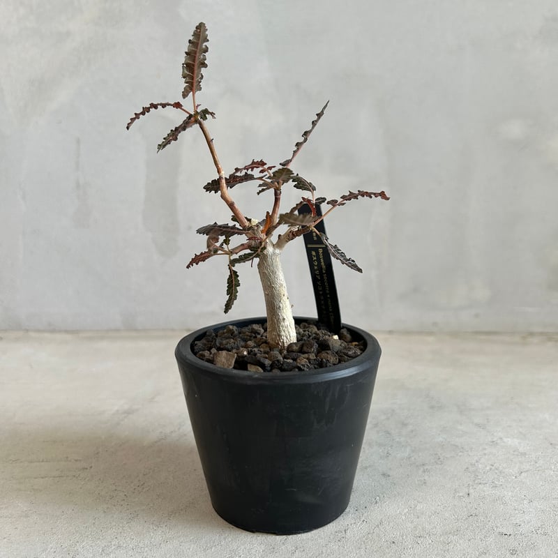 ボスウェリア ソコトラ×ナナ | ソレトナ植物店