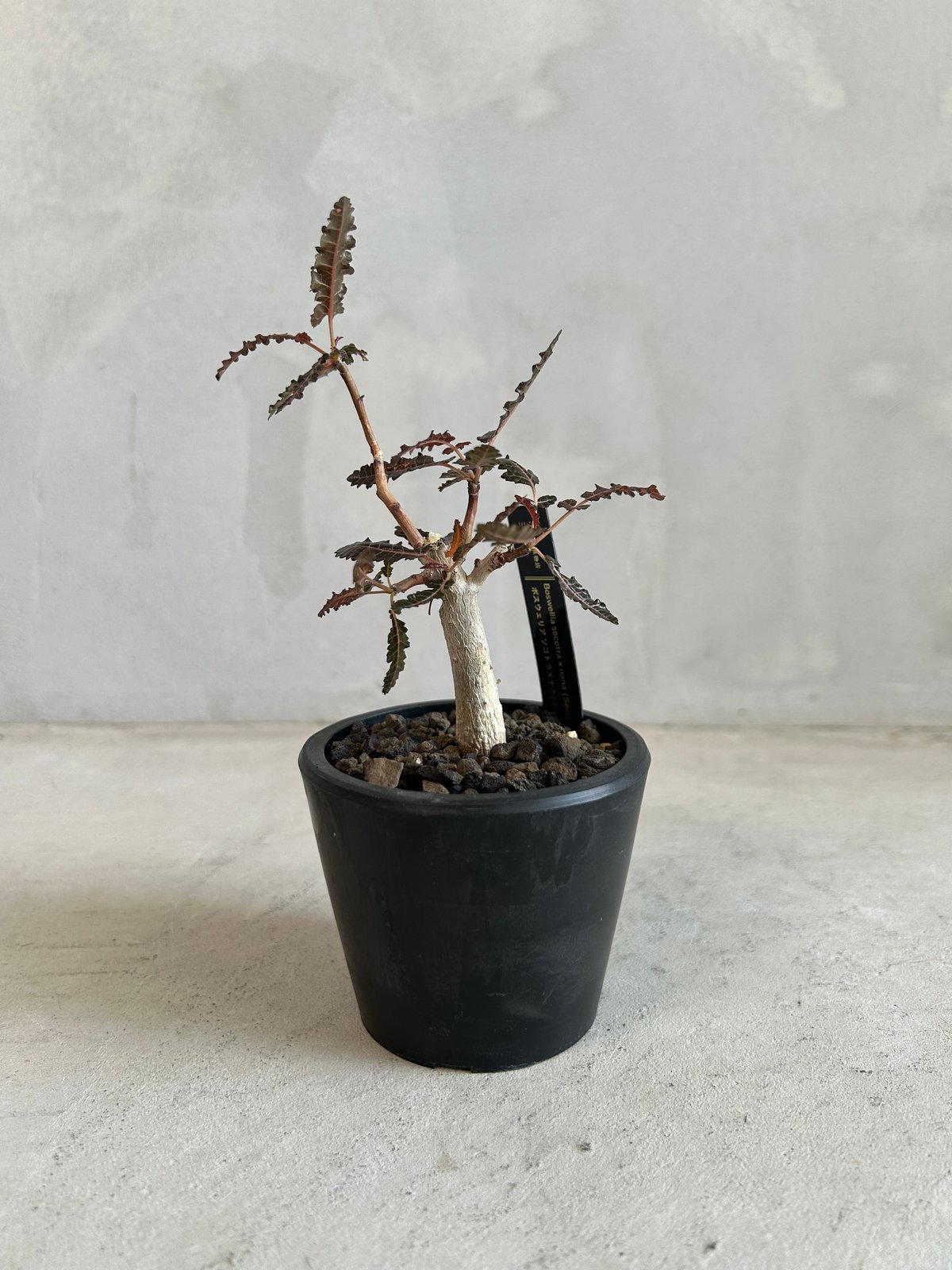 ボスウェリア ソコトラ×ナナ | ソレトナ植物店