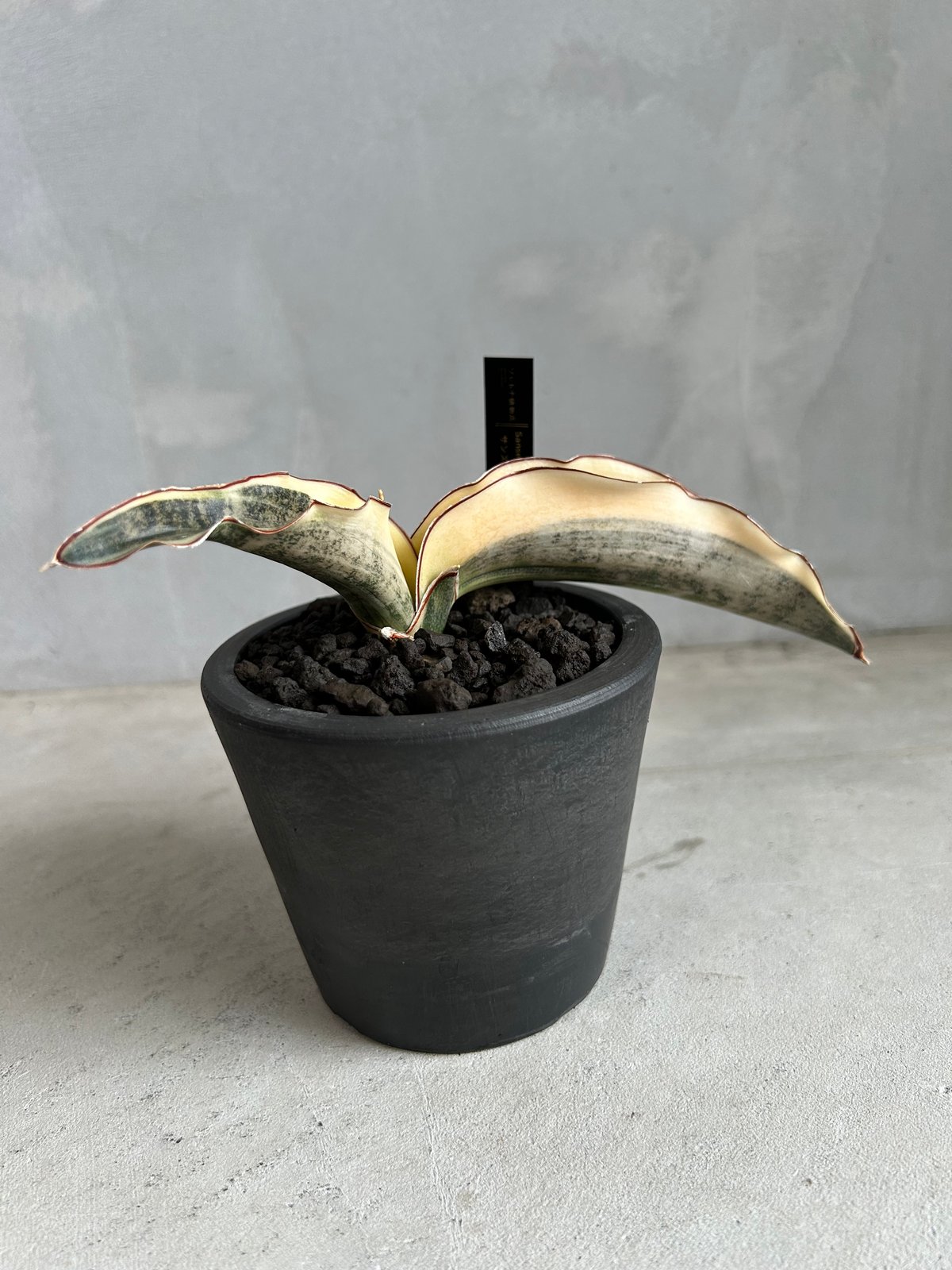 サンセベリア キルキーコパトーン 斑入り | ソレトナ植物店