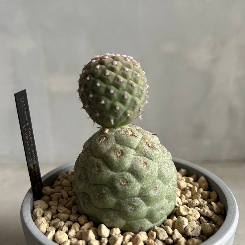 テフロカクタス ゲオメトリクス | ソレトナ植物店