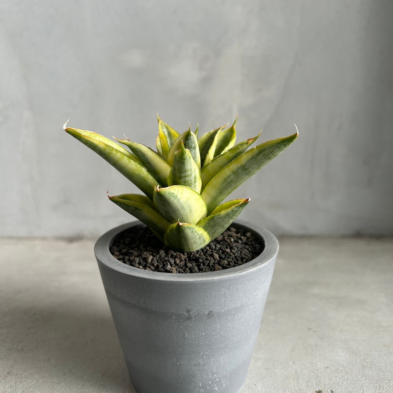 サンセベリア パゴダ 斑入り | ソレトナ植物店