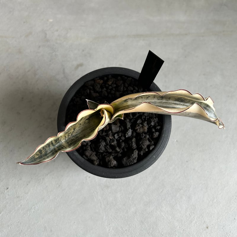 サンセベリア キルキーコパトーン 斑入り | ソレトナ植物店