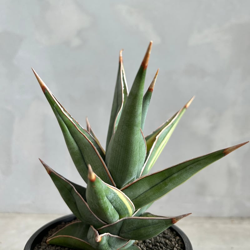 サンスベリア ピングイキュラ 斑入り サンセベリア：ピングイキュラ 斑入り 2.5号鉢植え の通販