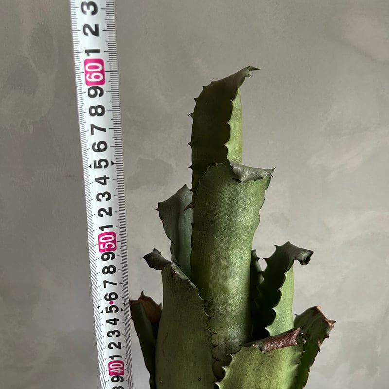 ホヘンベルギア サンドラズマウンテン | ソレトナ植物店