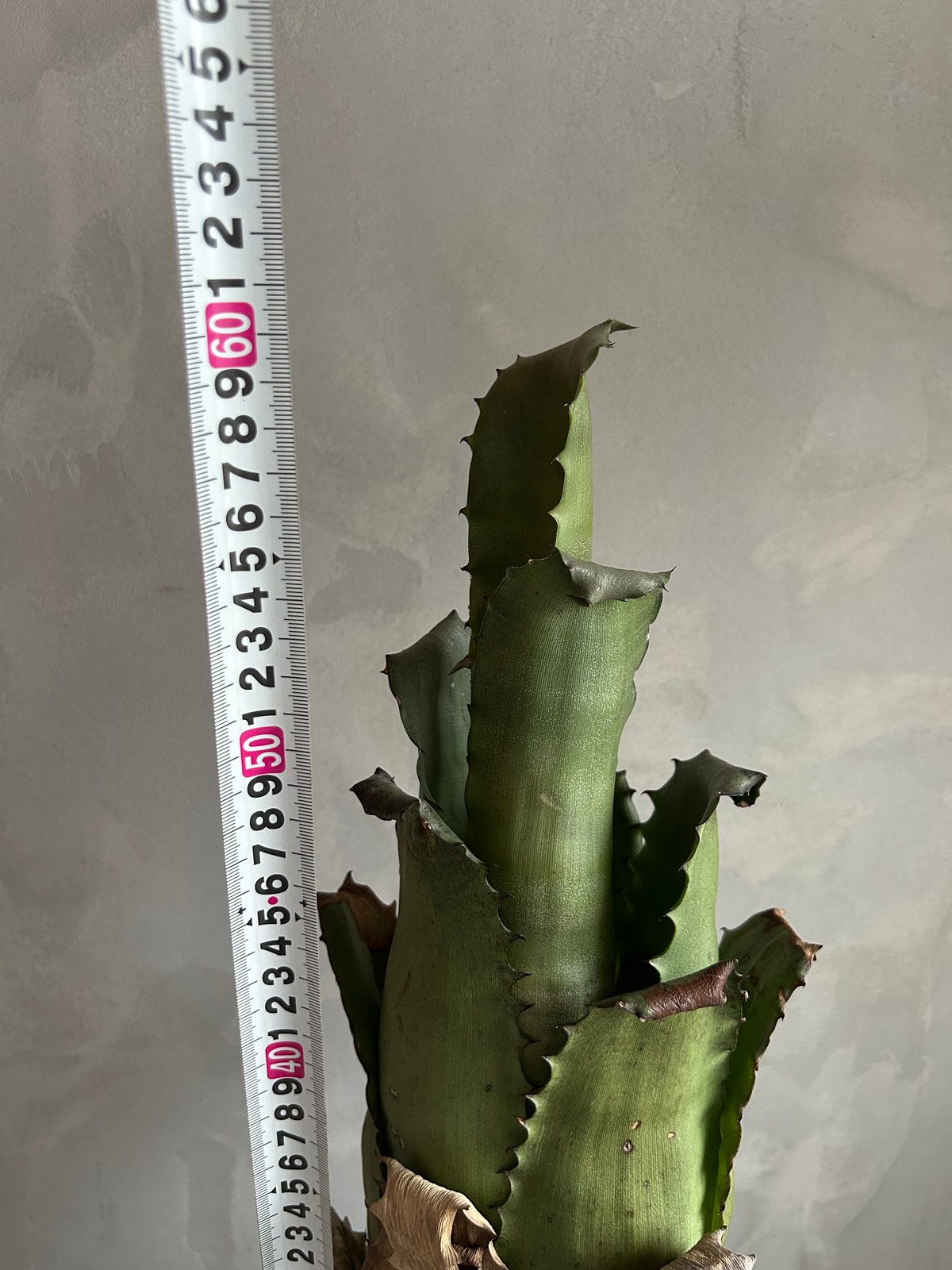 ホヘンベルギア サンドラズマウンテン | ソレトナ植物店