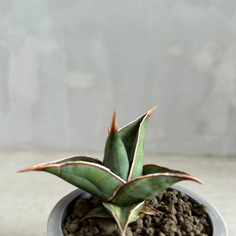 サンセベリア ピングイキュラ 斑入り | ソレトナ植物店