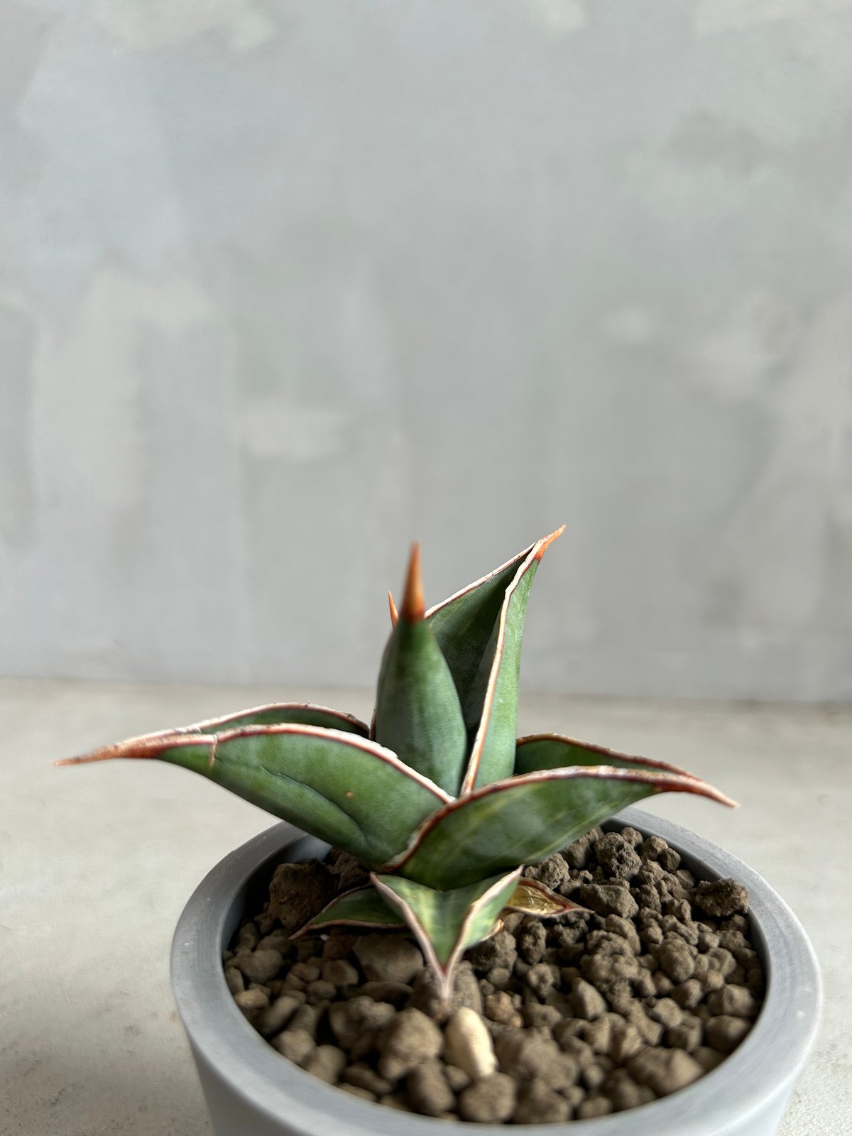 サンセベリア ピングイキュラ 斑入り | ソレトナ植物店