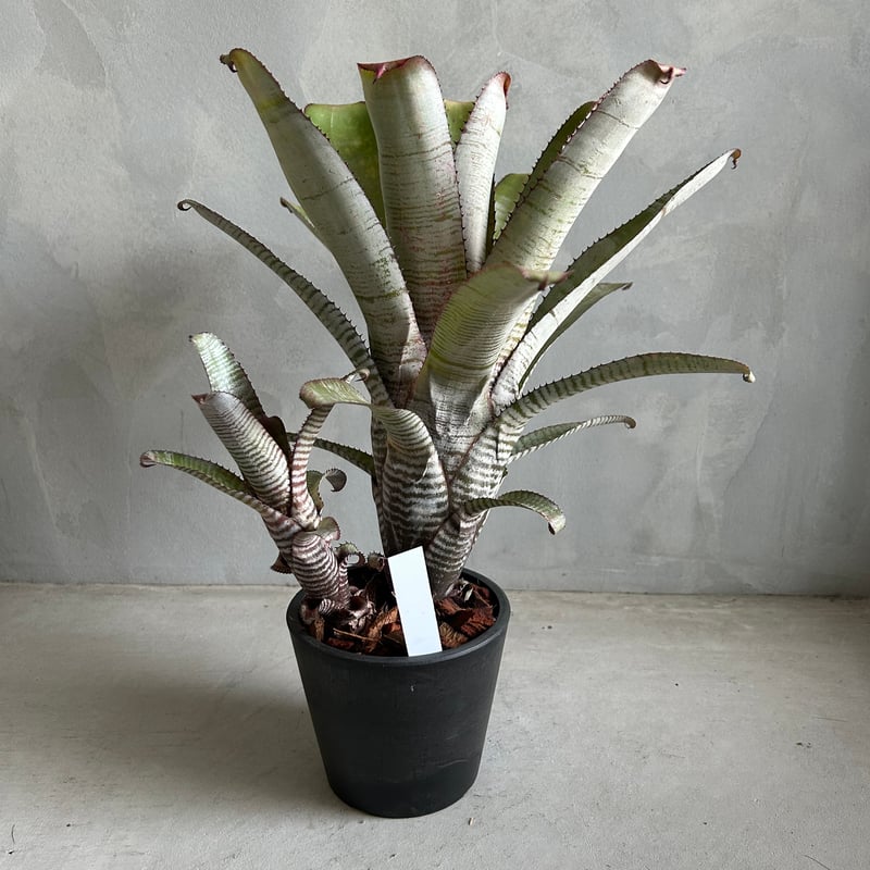 エクメア ヌディカウリス“フロスティーザスノーマン” | ソレトナ植物店