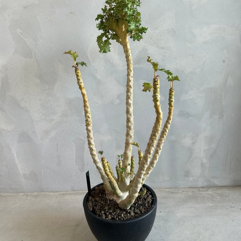 ドルステニア ジプソフィラxラブラニー綴化（交配種） | ソレトナ植物店