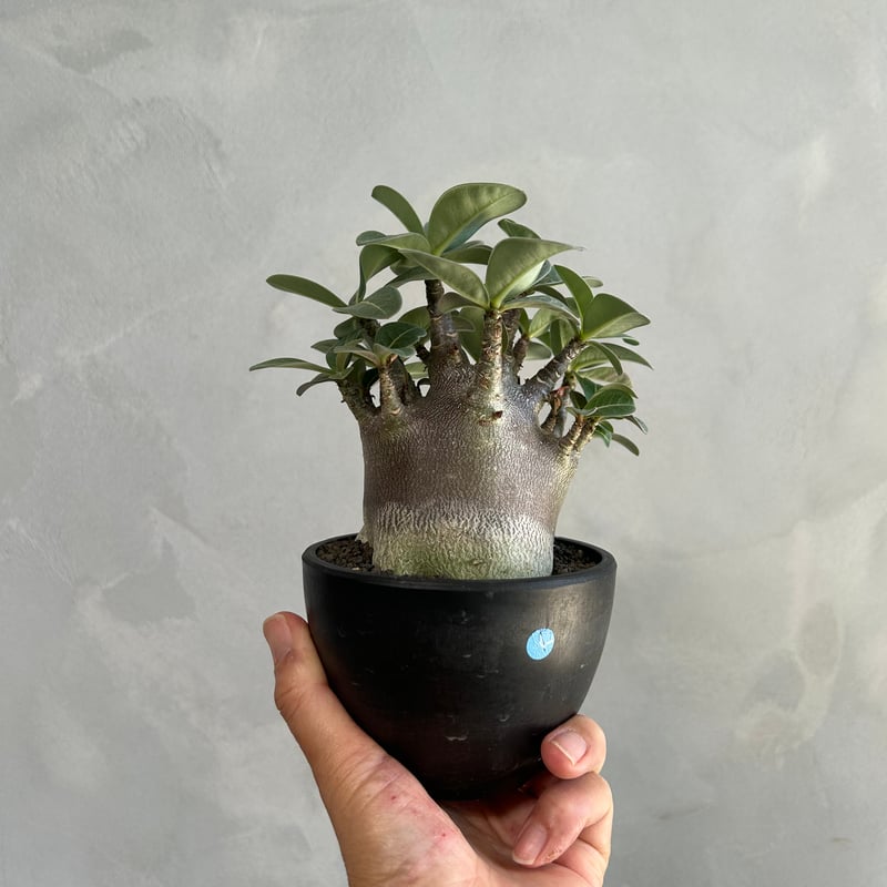 アデニウム アラビカム スーパードワーフ ブラック | ソレトナ植物店